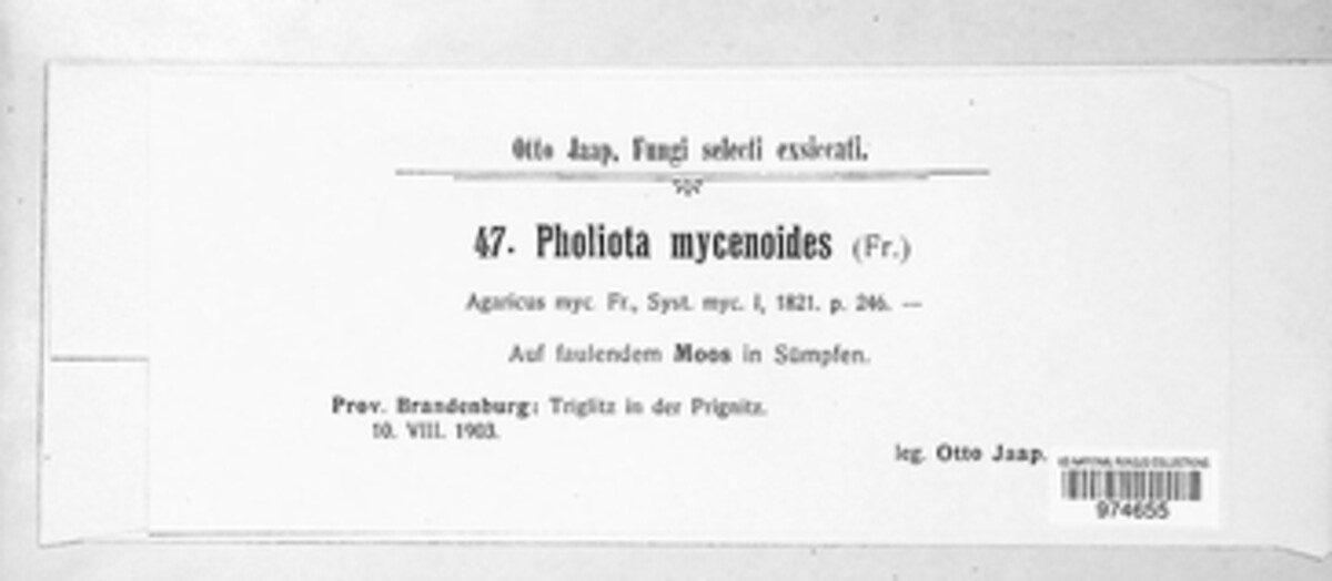 Galerina mycenoides image